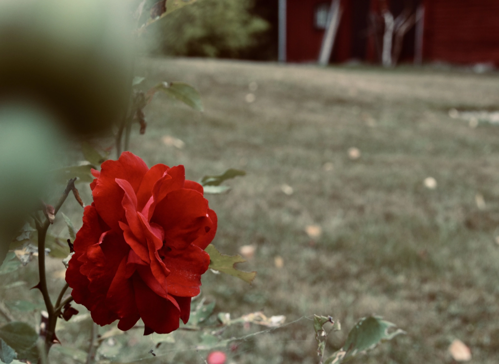 Mellan - rosen