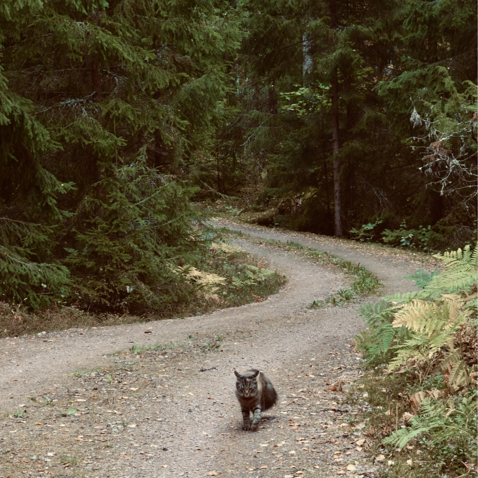 mellan katten